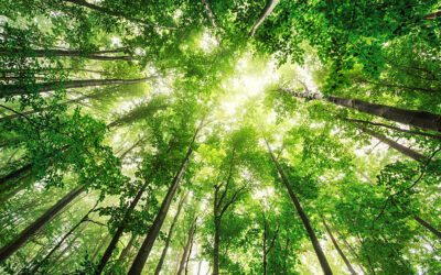 Équilibre hormonal – Retrouver l’harmonie naturelle