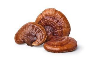 reishi complément alimentaire
