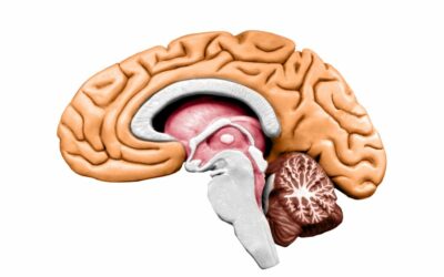 La phytothérapie et notre cerveau